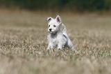 WESTIE 167